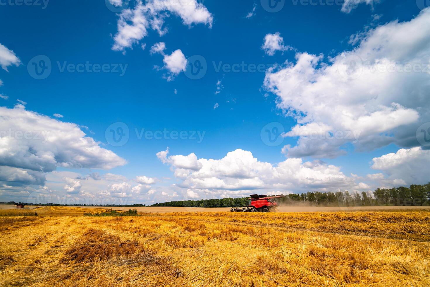 Golden wheat field and blue sky, landscape of agricultural grain crops in harvest season, selective focus with combine in the distance. photo