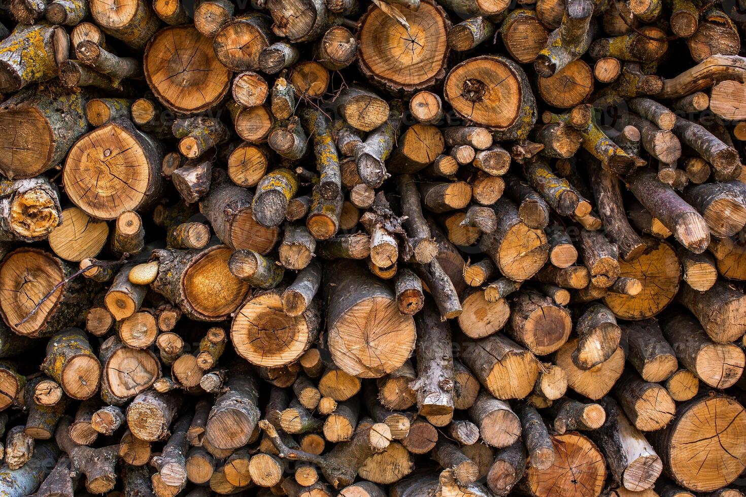Wooden logs. Cross section of the tree. Folded firewood for the winter. Trunks of trees. photo