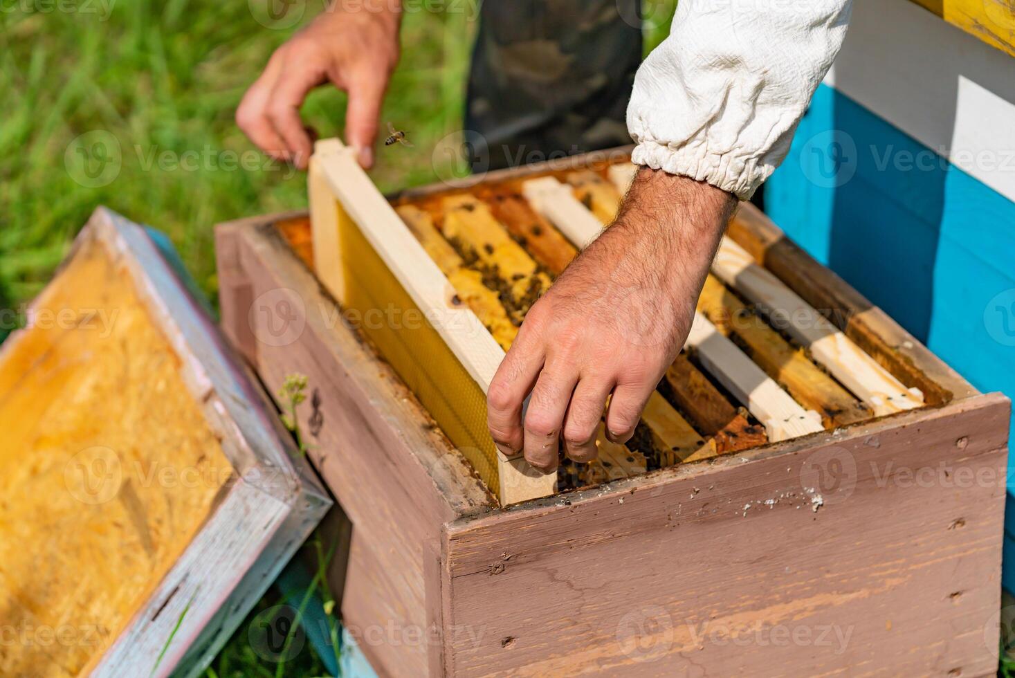 Apiculturist puts a frame with honeycombs in a beehive for bees in the garden in the summer photo