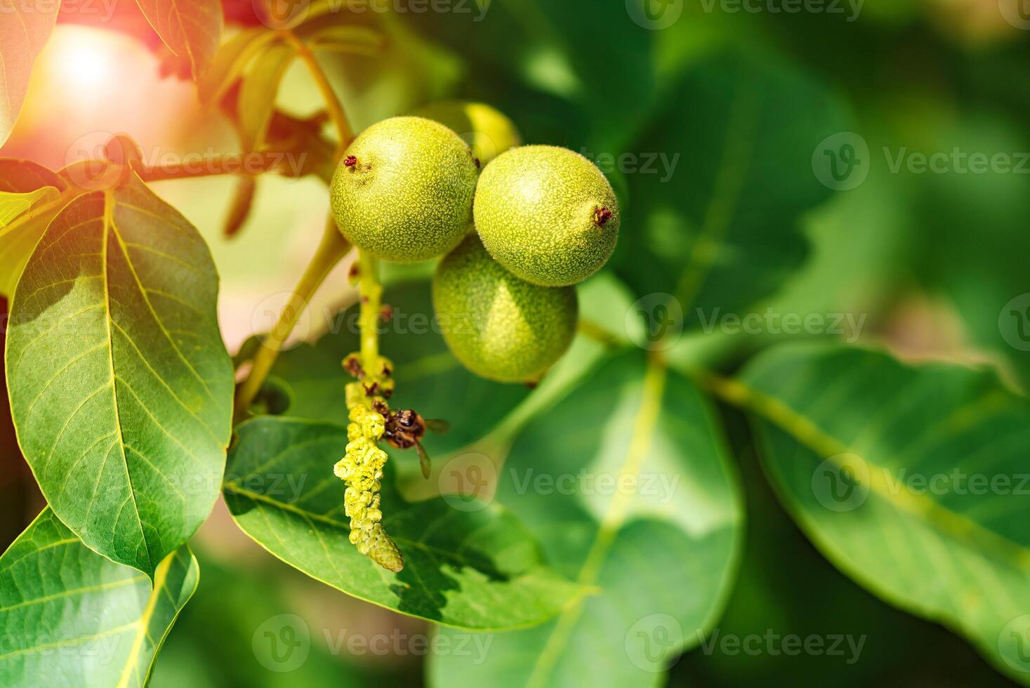 On a branch of a tree with leaves grows green walnuts photo