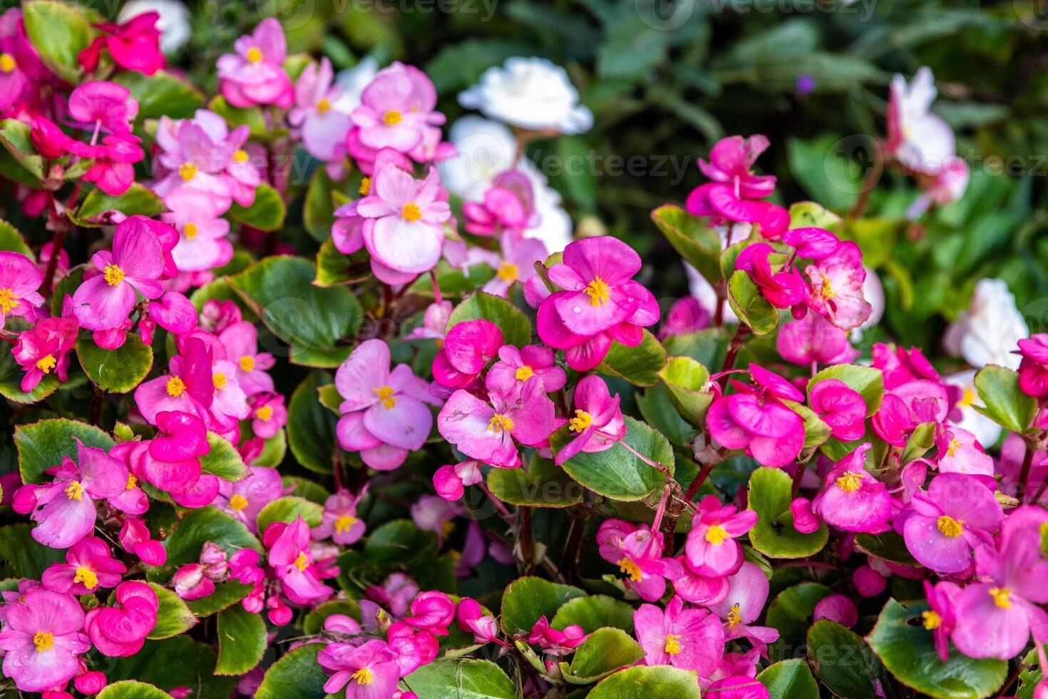 Vibrant pink and white begonia flowers with lush green leaves. photo