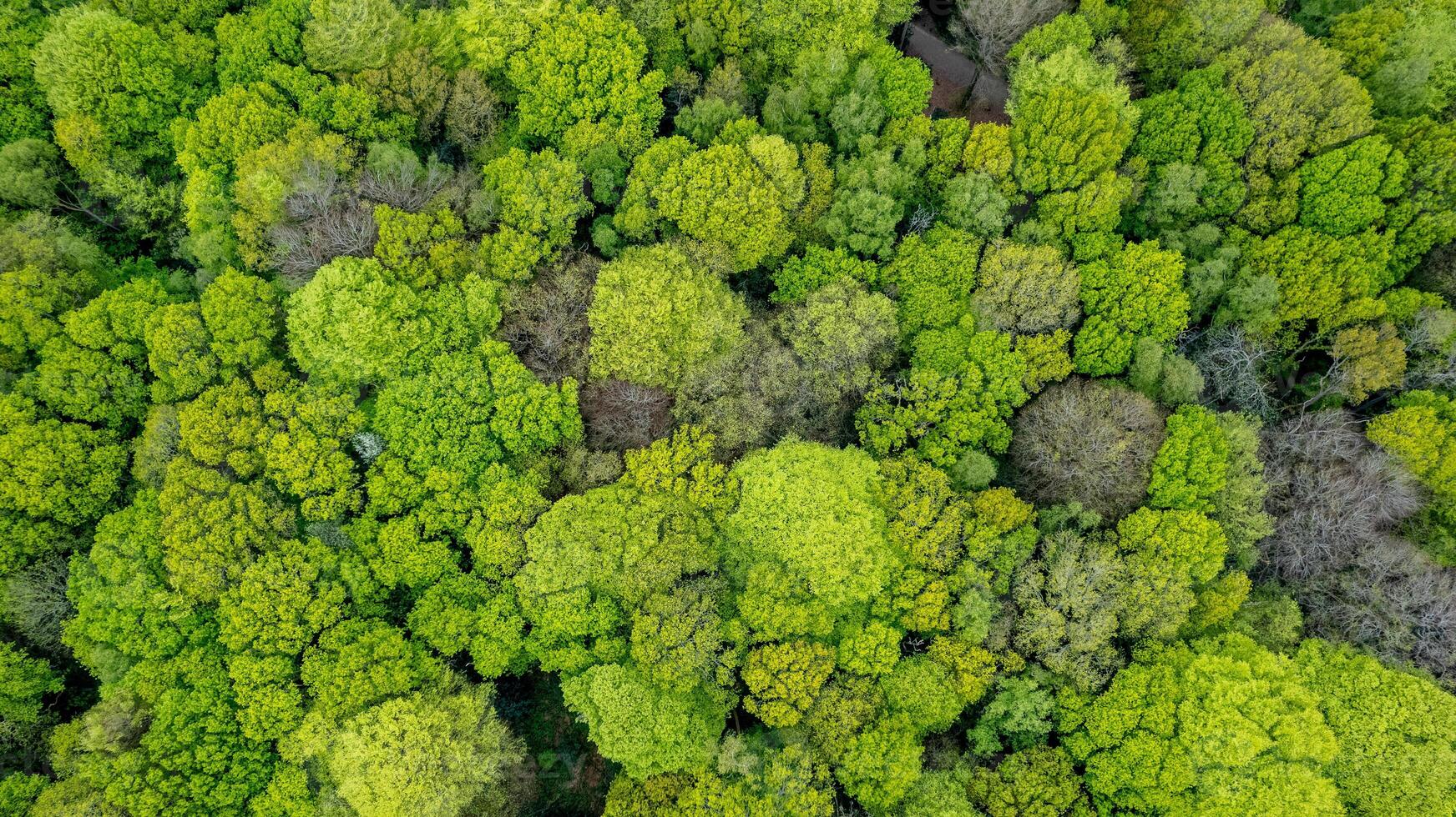 Aerial view of a dense, green forest canopy, showcasing the natural patterns and textures of treetops. photo