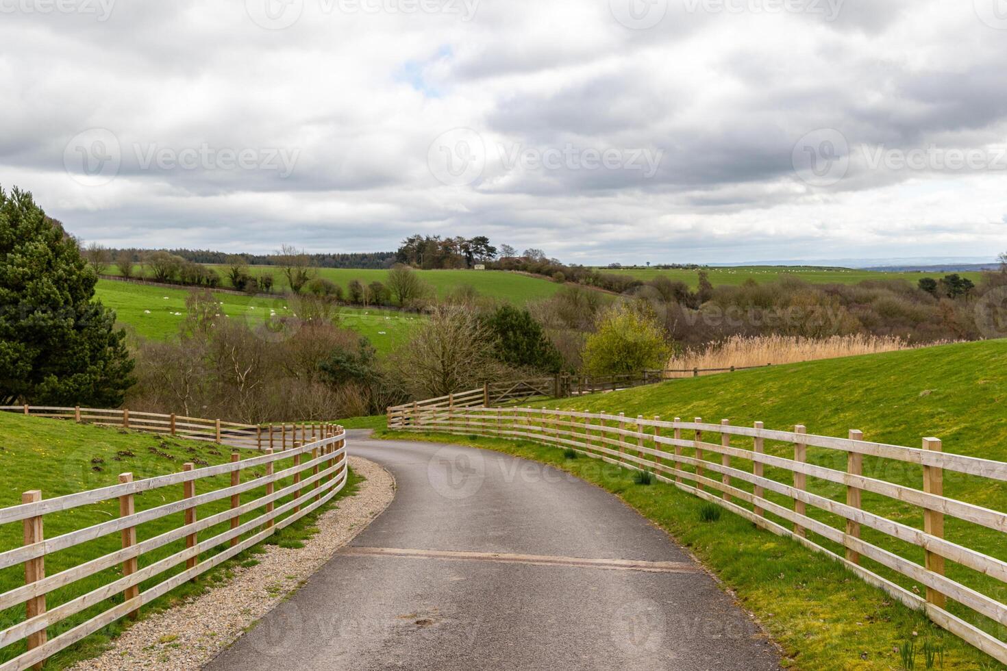 Country road winding through green pastures with white fences under a cloudy sky. photo