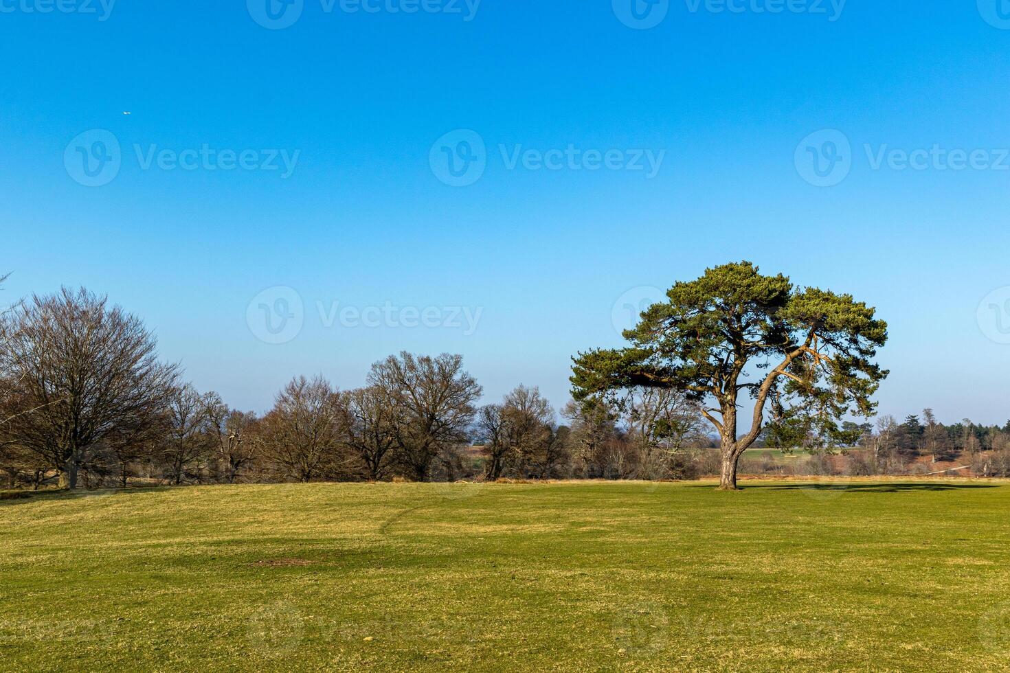Serene landscape with a solitary tree on a clear day, showcasing vibrant green grass and a spacious blue sky. photo