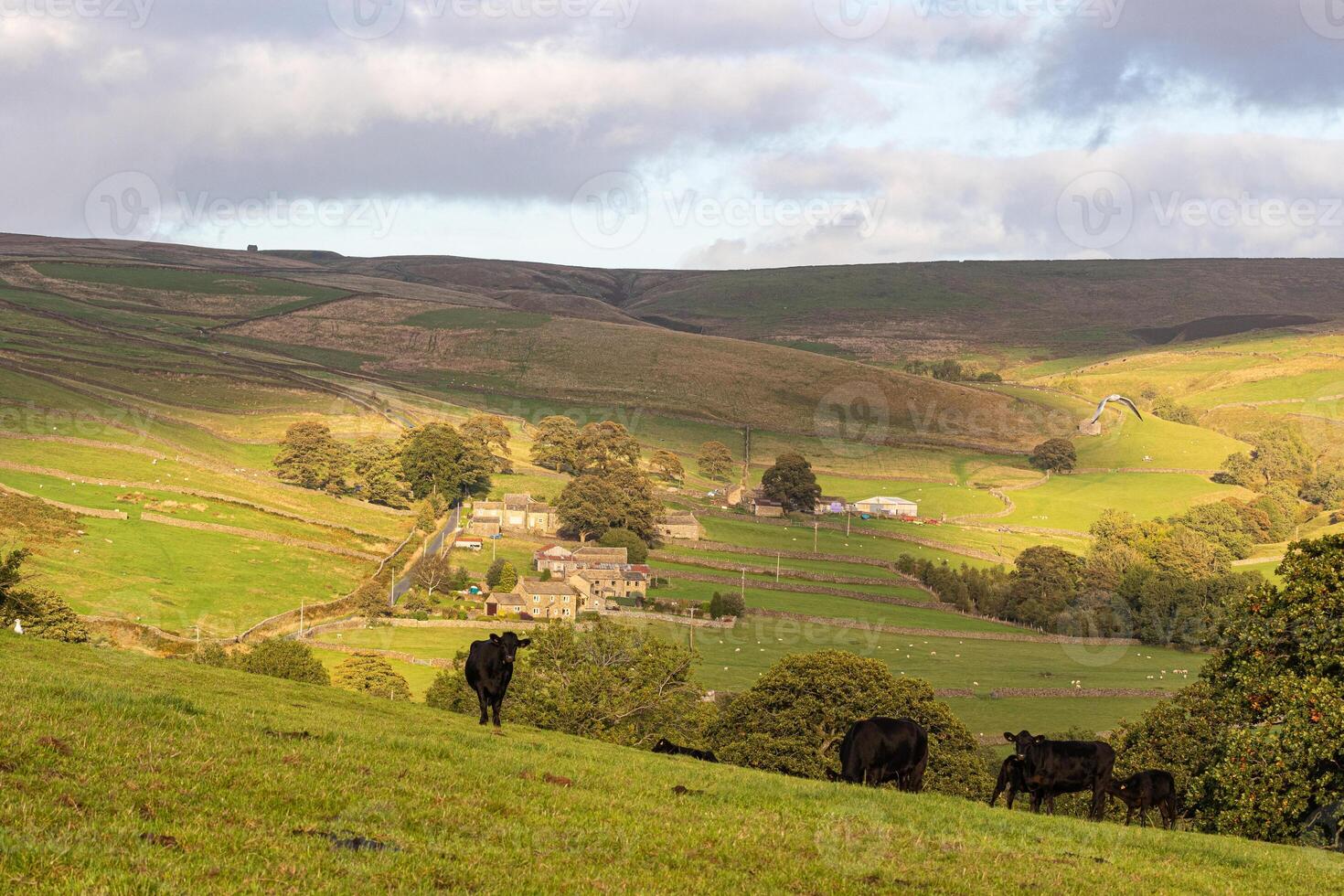 Idyllic rural landscape with cows grazing, rolling hills, and a small village nestled in a lush valley under a cloudy sky in Yorkshire Dales. photo