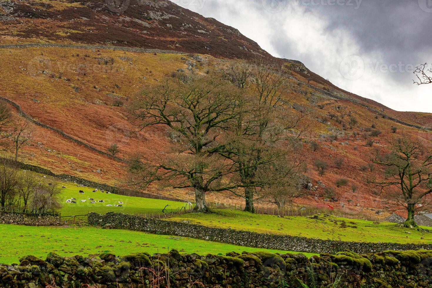 Scenic view of solitary trees and stone walls on a lush green hillside with a backdrop of a mountain slope. photo