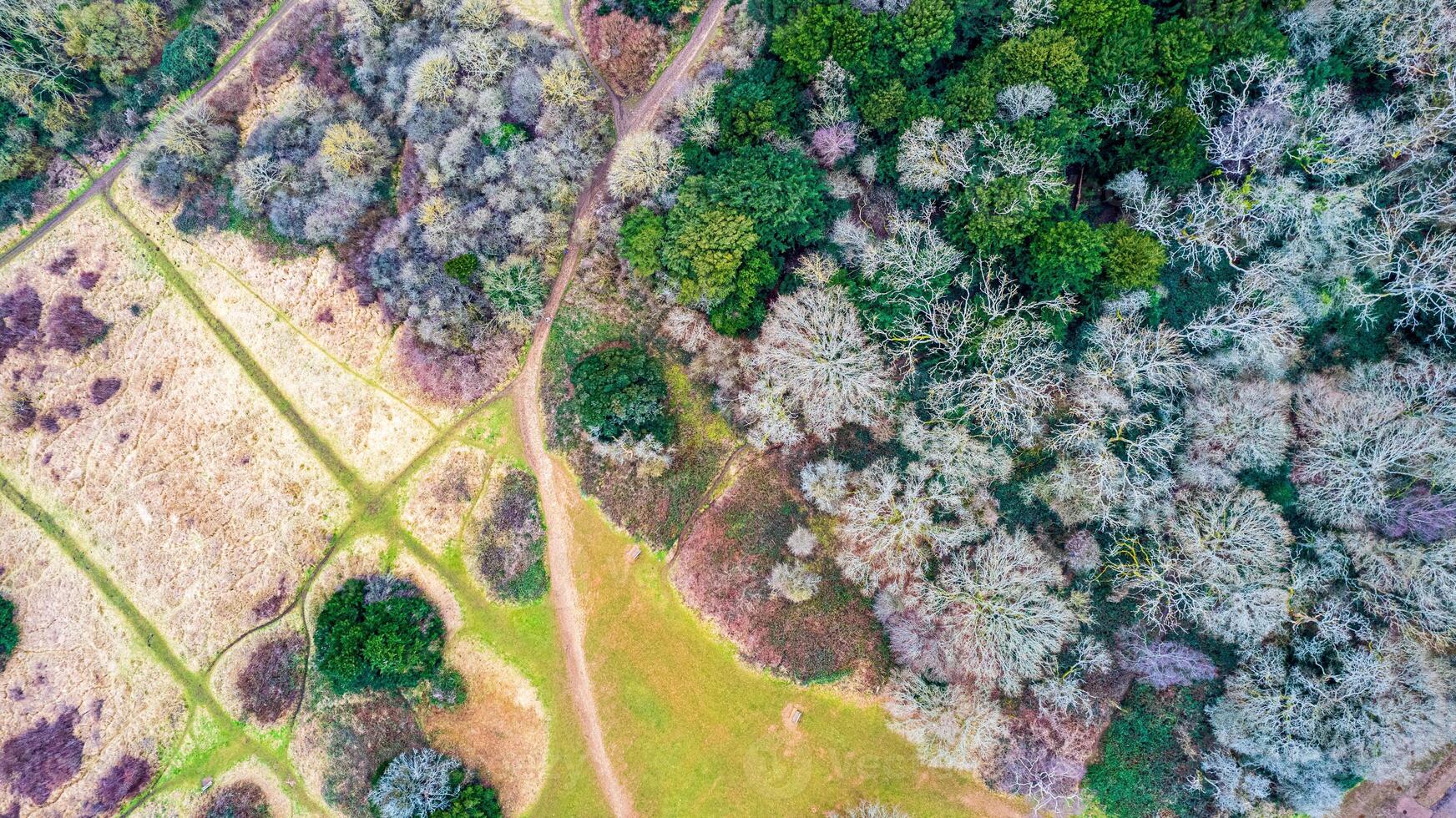 Aerial view of a vibrant forest with a winding dirt path, showcasing the natural landscape and diverse vegetation patterns. photo