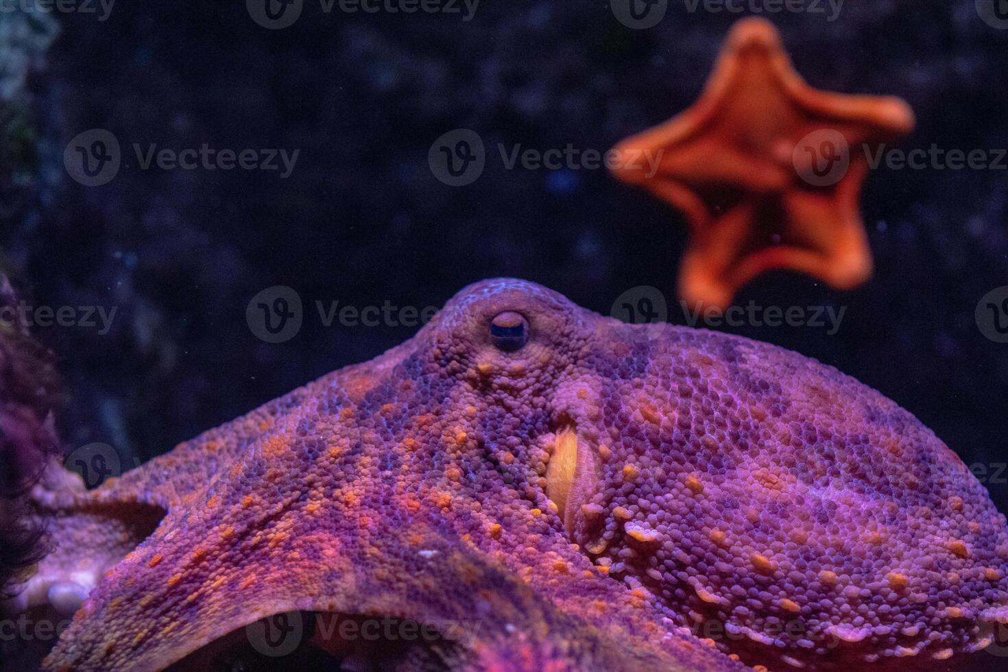 Close-up of a vibrant purple octopus camouflaged against a coral reef with a starfish in the background. photo