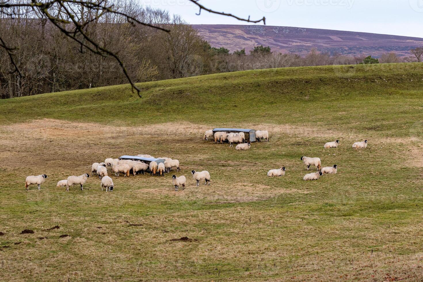 Flock of sheep grazing on a lush green hillside with trees and a hilly backdrop. photo