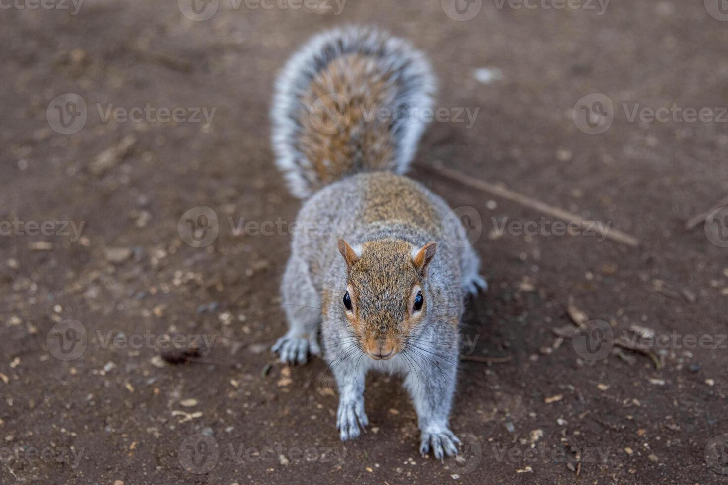 Curious gray squirrel on a dirt background, looking at the camera. photo