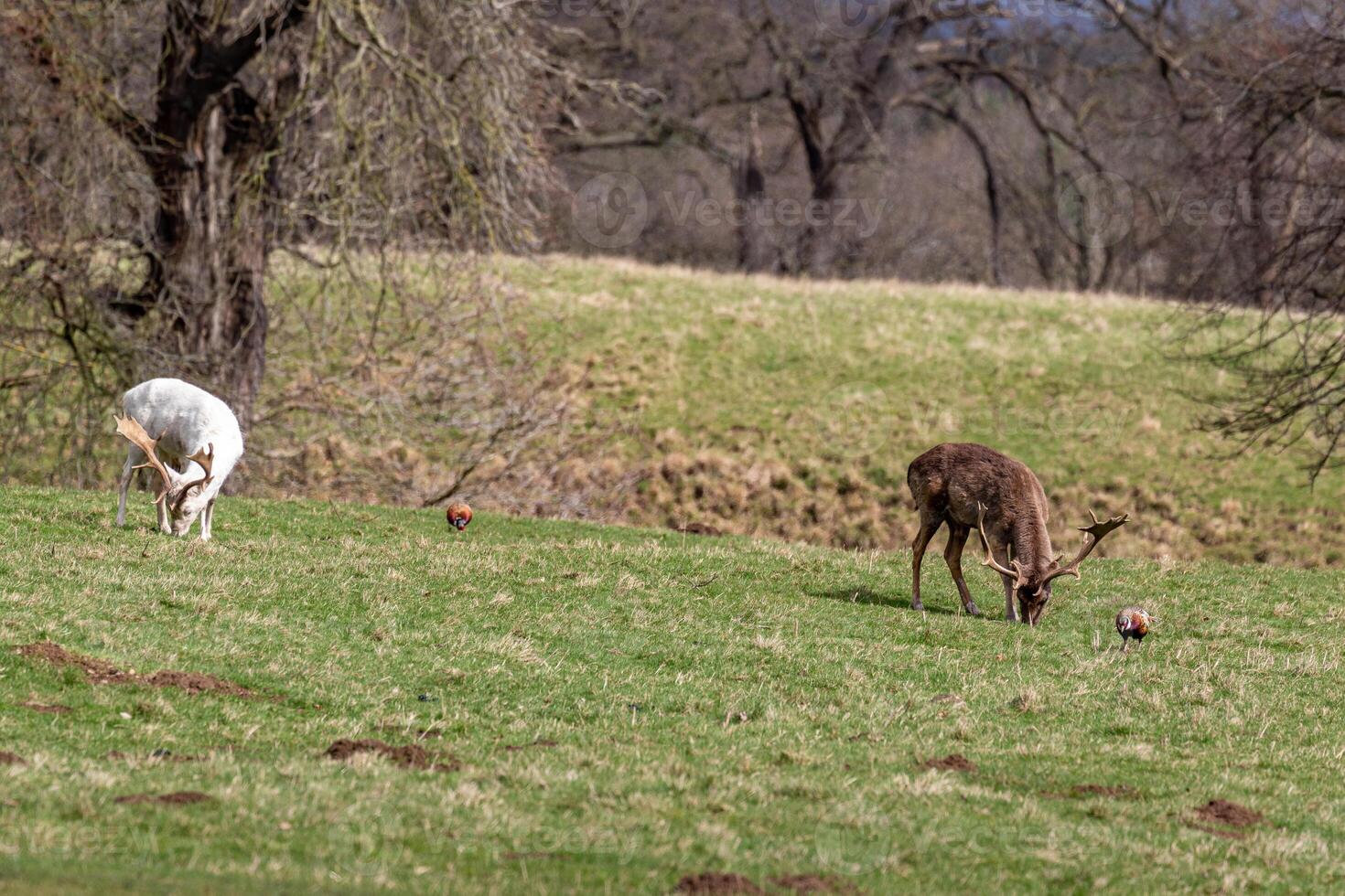 Two deer grazing peacefully on a lush green meadow with trees in the background on a sunny day. photo