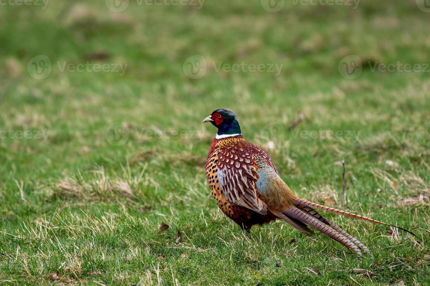 a pheasant standing in a field with grass photo