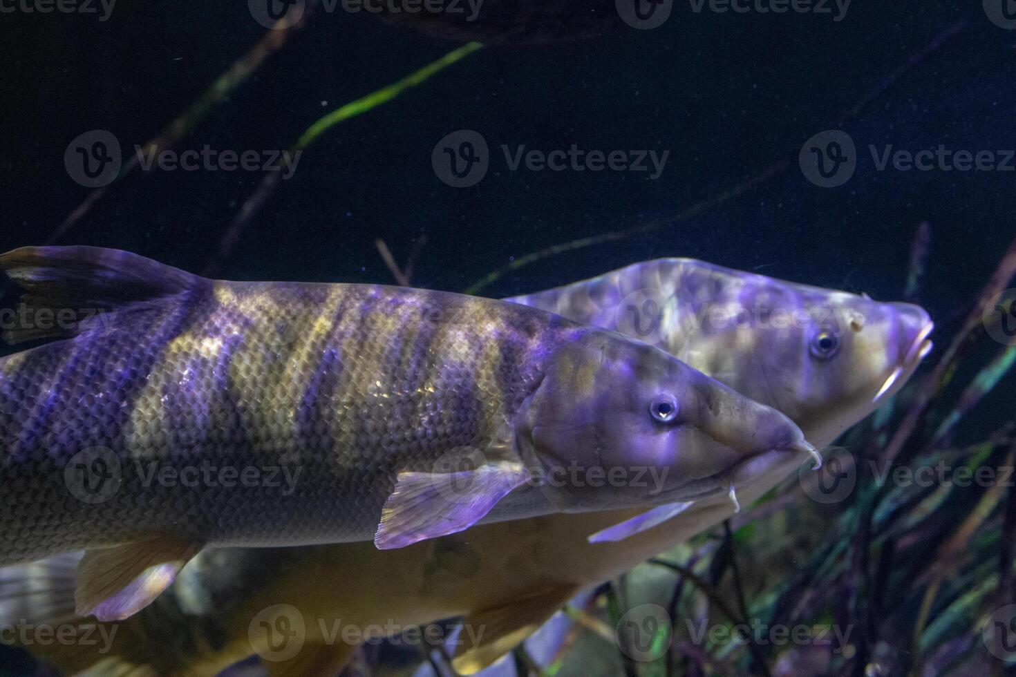 Two fish swimming in dark underwater scenery with a focus on their patterns and textures. photo