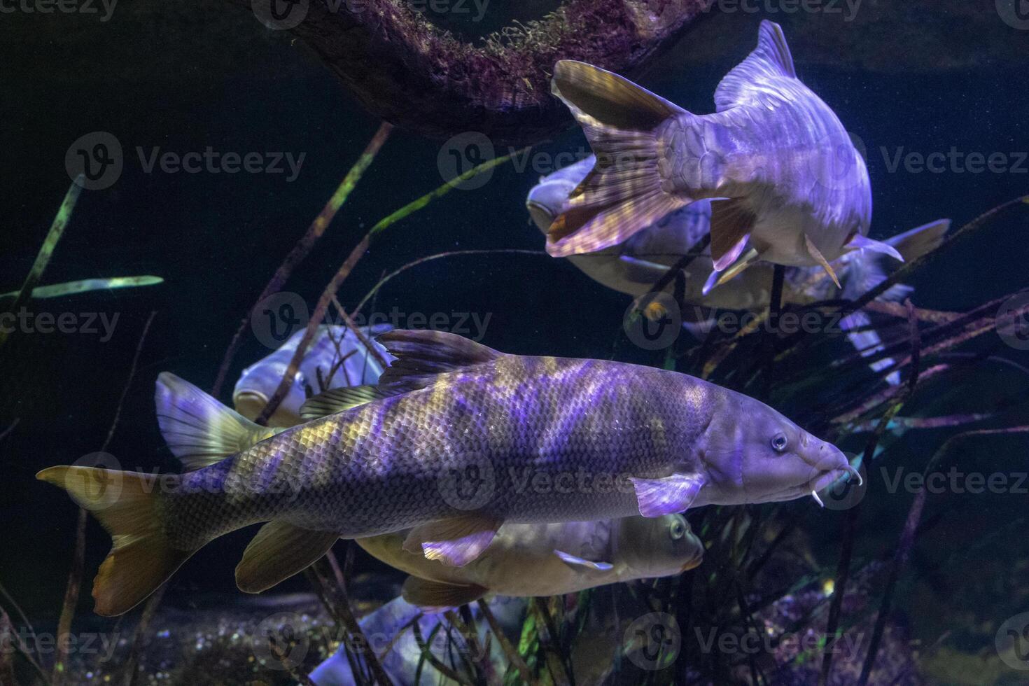 Underwater view of fish swimming among aquatic plants in a dimly lit aquarium environment. photo