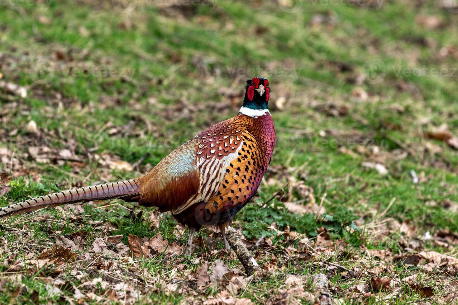 Colorful male pheasant bird in natural habitat, standing on grass. photo