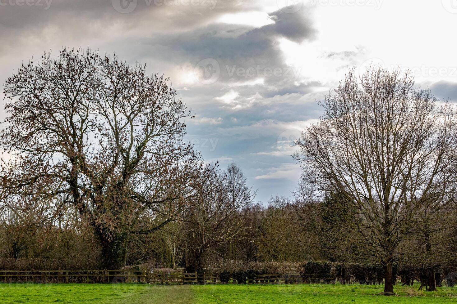 Serene park landscape with bare trees and lush green grass under a cloudy sky. photo