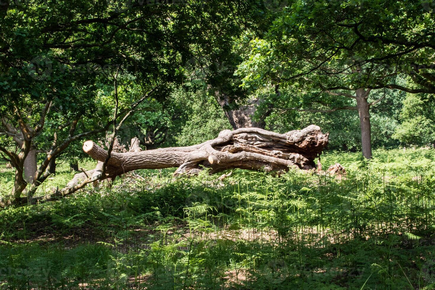 Fallen tree in a lush green forest with sunlight filtering through the leaves. photo