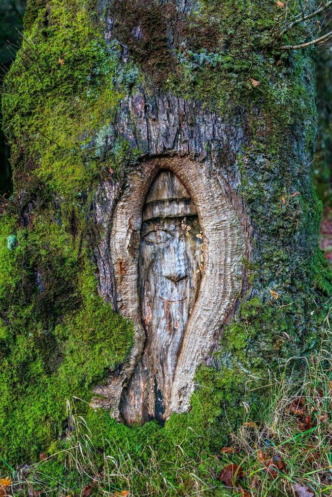 Enchanting tree with a natural hollow resembling a fairy-tale door, covered in vibrant green moss. photo
