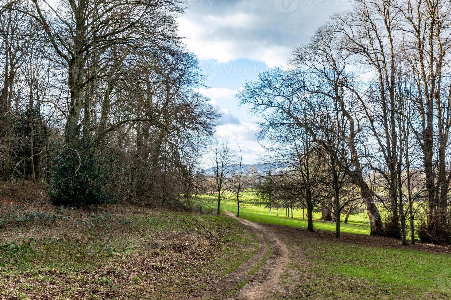Scenic countryside path with lush green fields and bare trees under a cloudy blue sky. photo