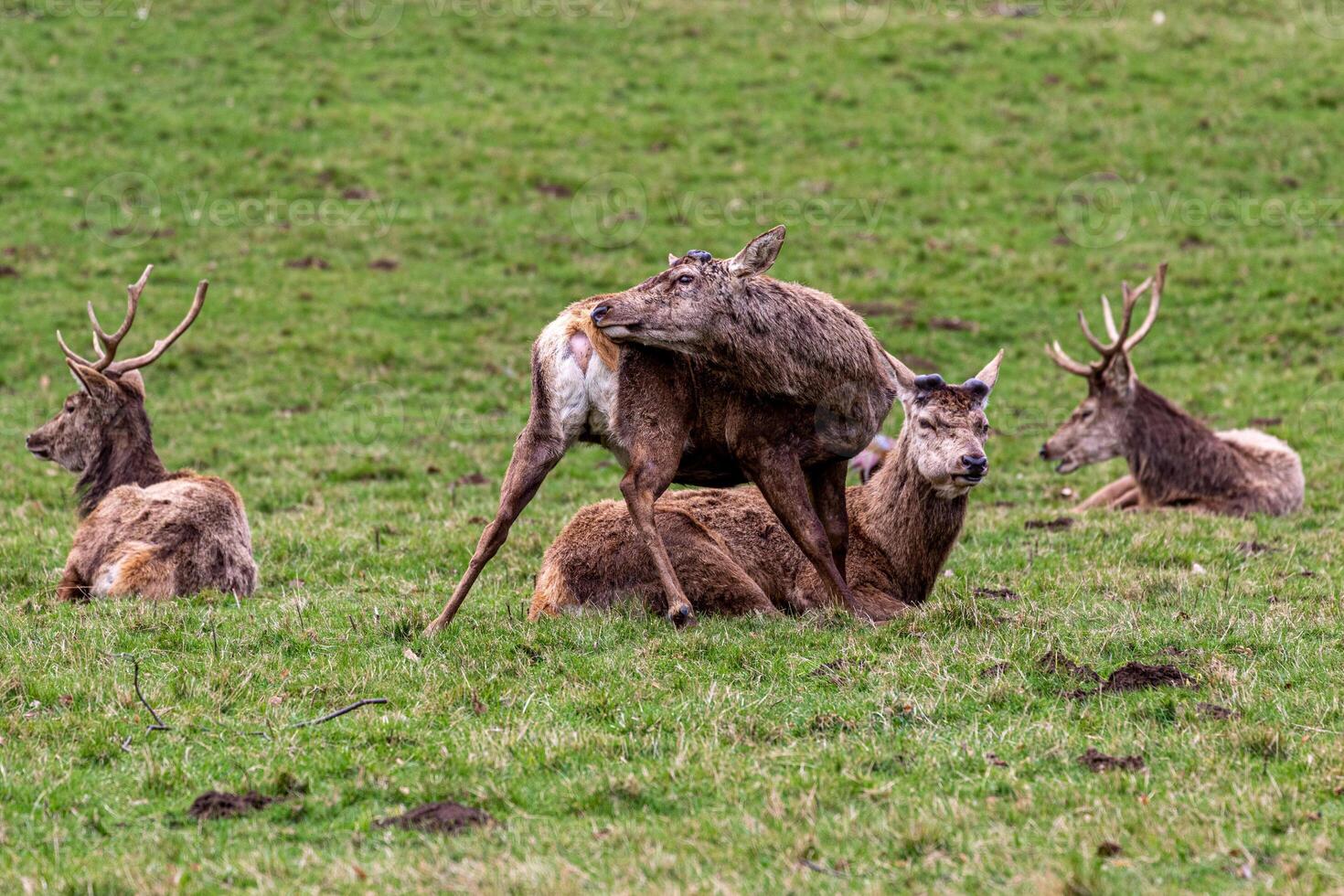 a group of deer are sitting on the grass photo