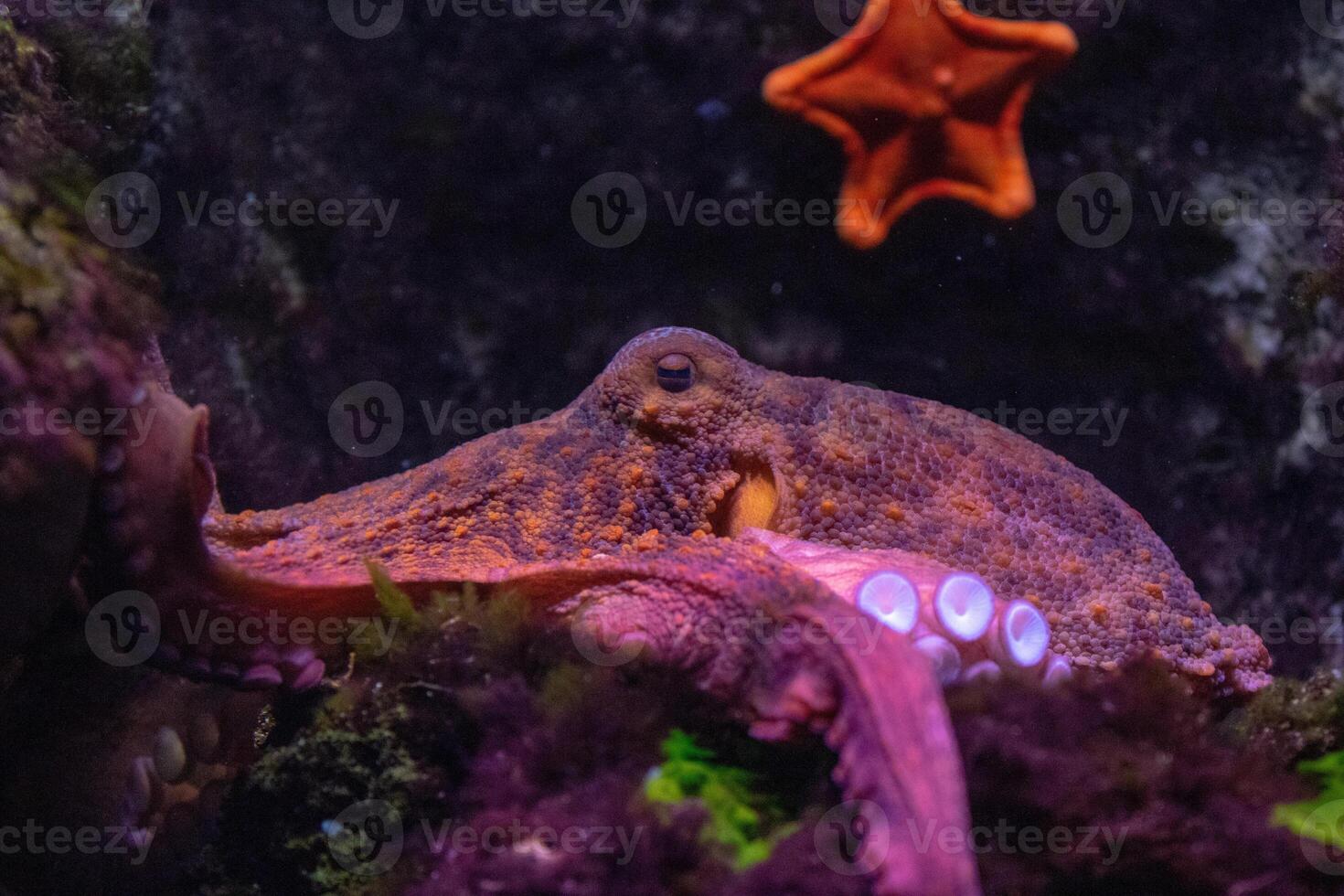 Close-up of an octopus in a dark aquarium with a starfish in the background. photo