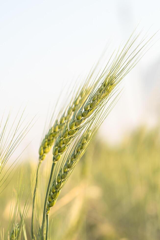 Barley grain hardy cereal growing in field photo