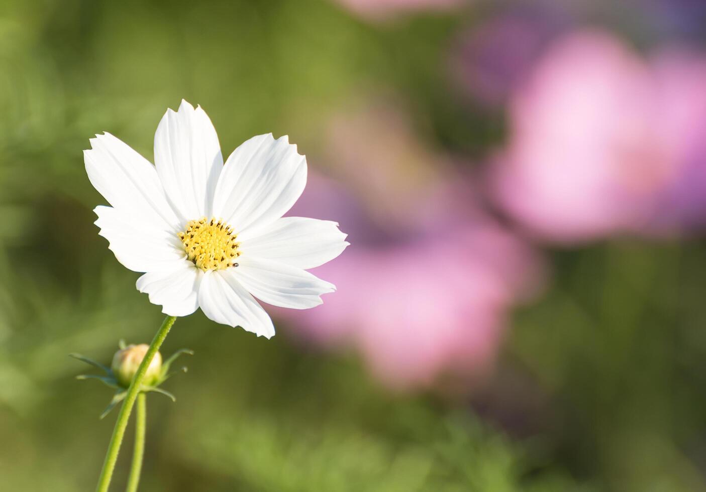 White cosmos flower in garden photo