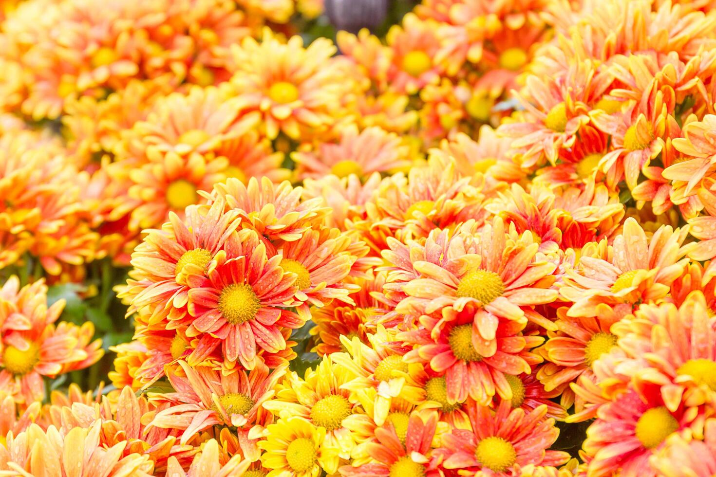 Orange Chrysanthemum flowers in garden photo