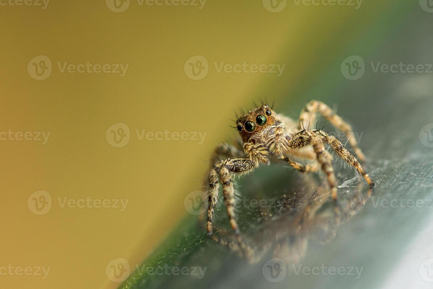 Jumping spider, Salticidae, walking on a metal handrail shot at the butterfly garden of the Chennai Zoo. photo