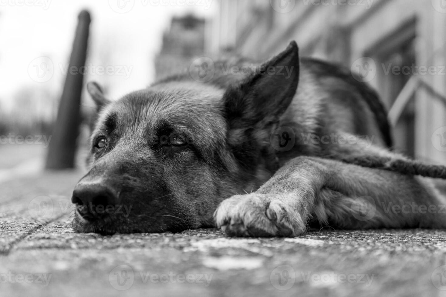 Lazy german shepherd relaxing on the pavement photo