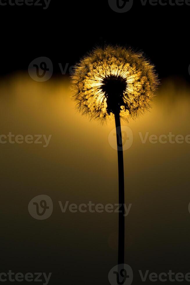 Dandelion silhouette with the sunset reflecting in a small pond photo