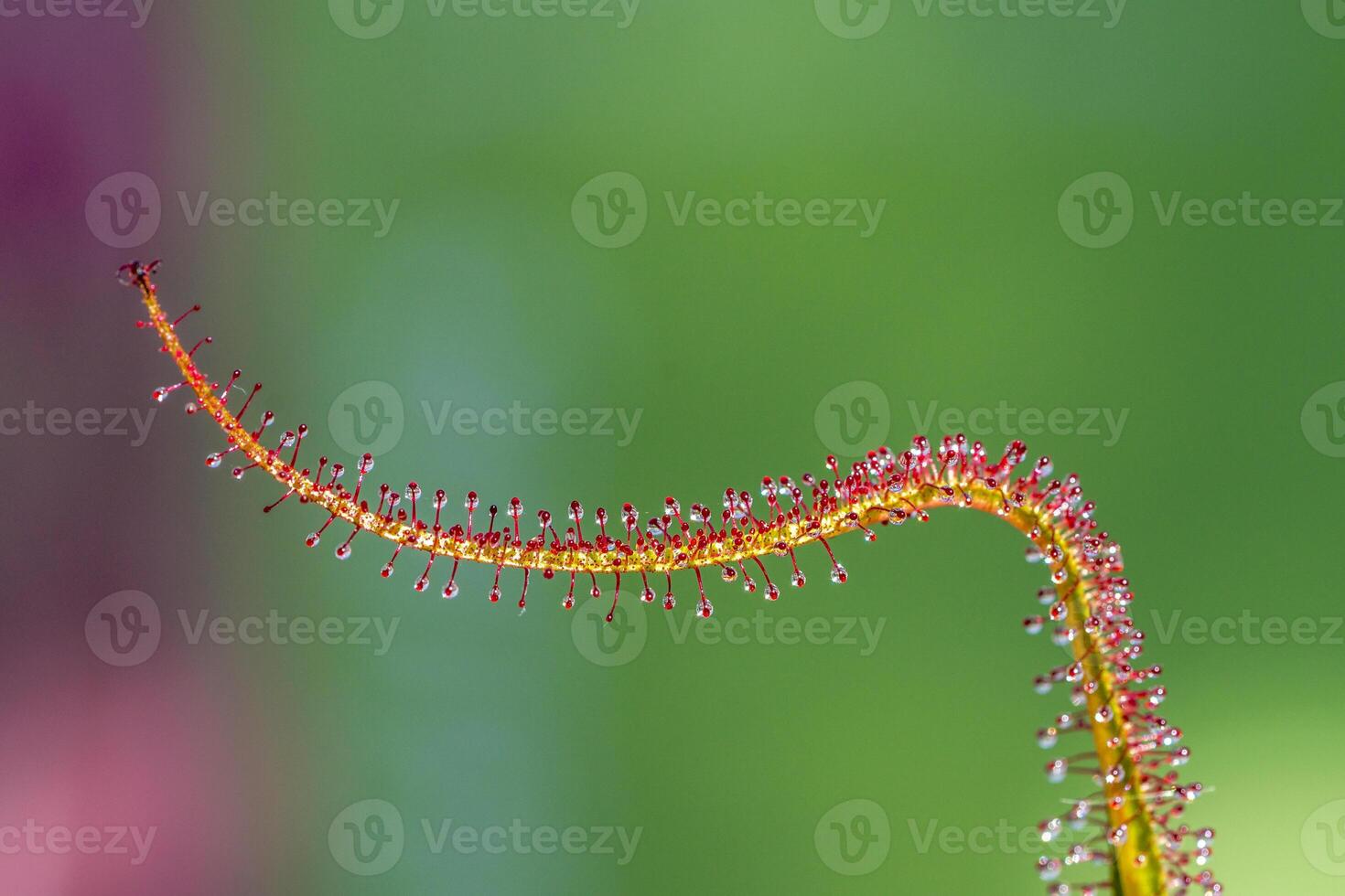 Cape Sundew, Drosera Capensis, flesh eating plant in the summer sunlight reflection the greenhouse. photo