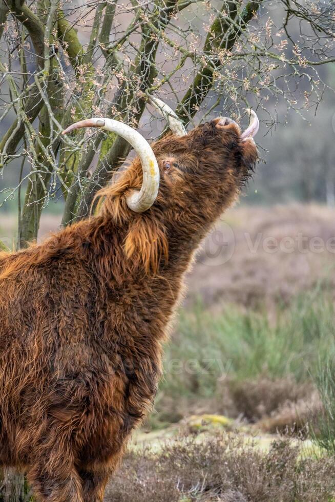 A dark brown Scottish highlander cow eating a tree the meadows of the Bussemerheide. photo
