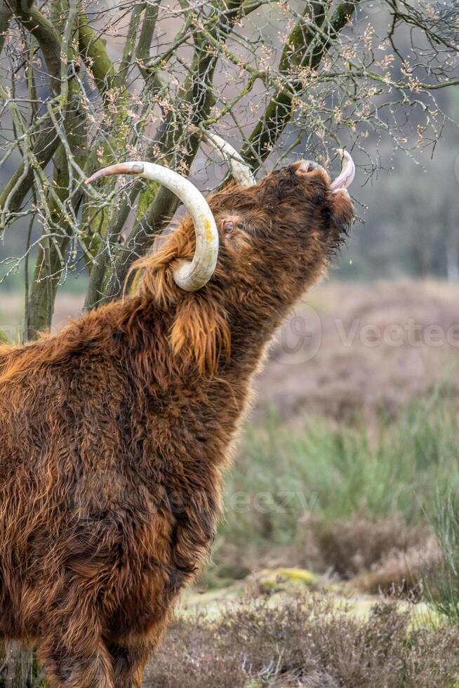 un oscuro marrón escocés montañés vaca comiendo un árbol el prados de el bussemerheide. foto