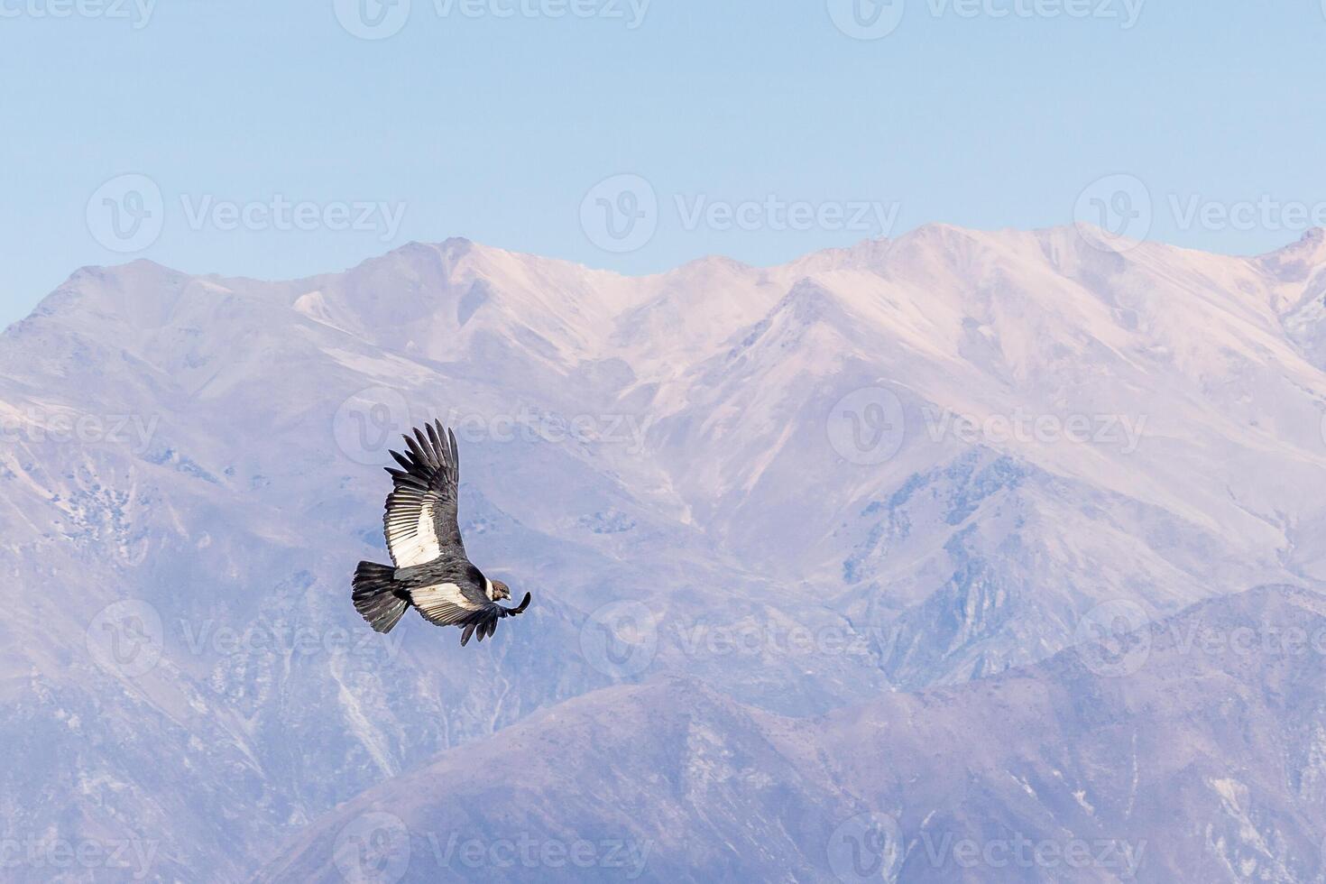 A condor flying by at the Cruz del Condor in the Colca Canyon near Arequipa, Peru. The second deepest canyon in the world. photo
