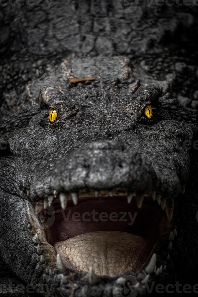 An angry looking crocodile with glowing eyes in the dark photo