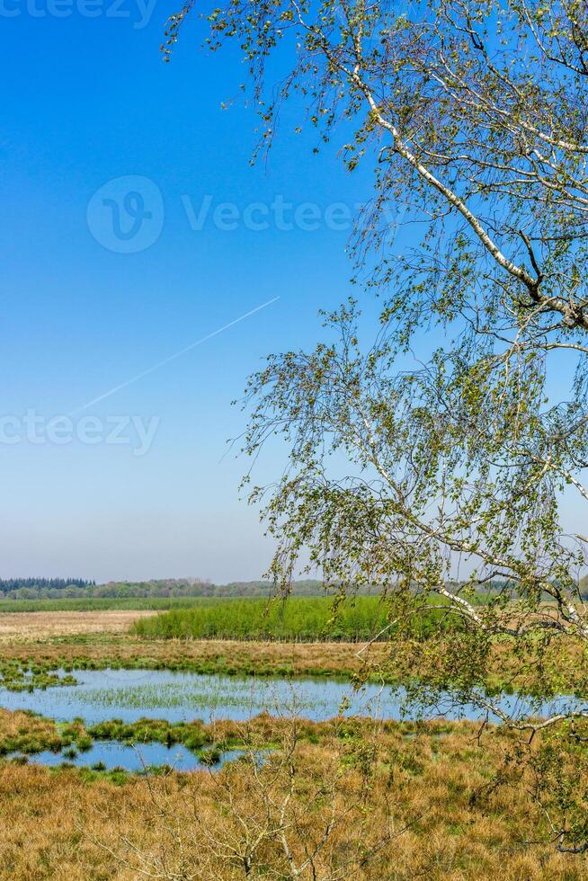 View of the Fochteloerveen, peat, more, near Assen, The Netherlands during a beautiful sunny day photo