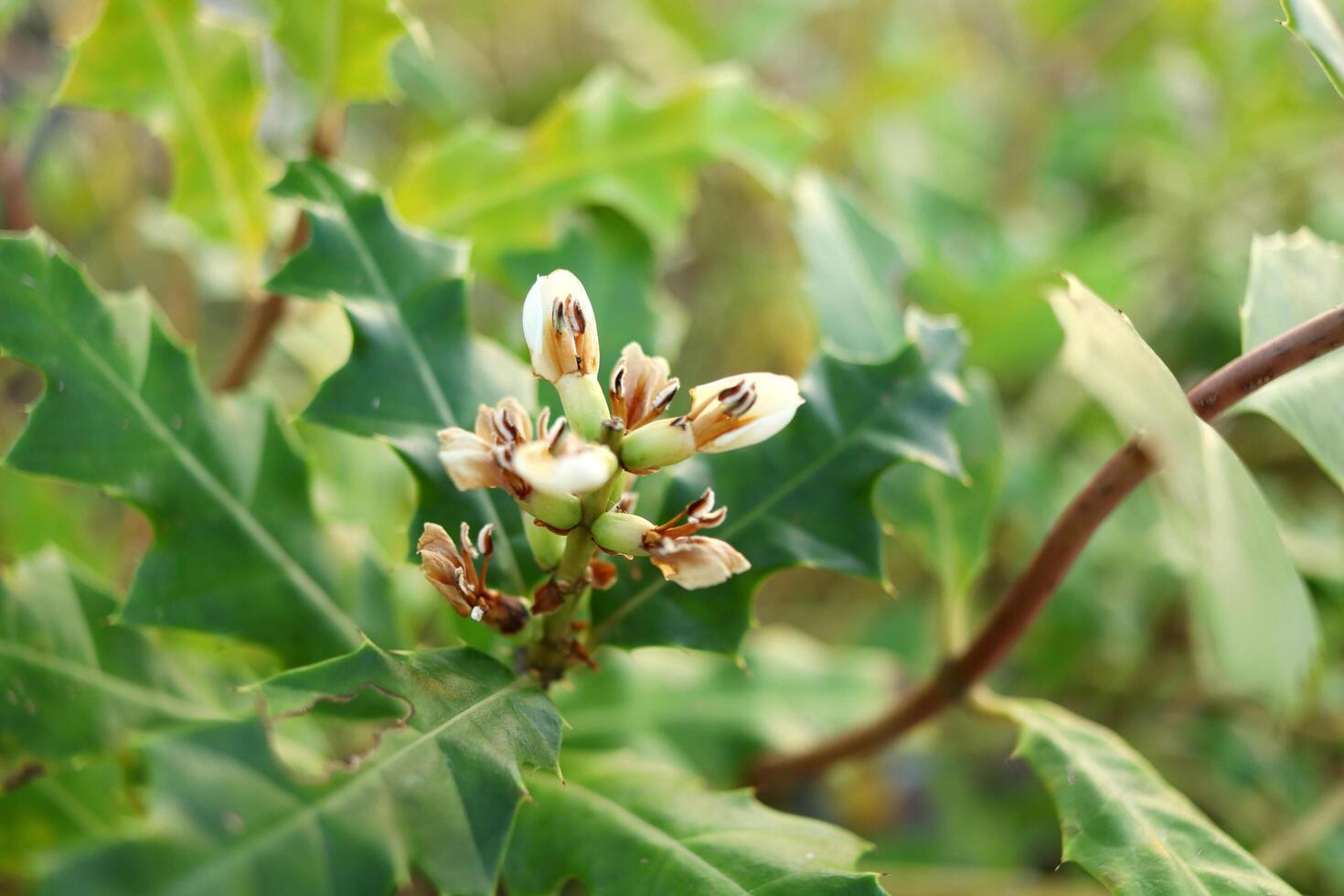 parte superior ver de blanco flor de mar acebo son floreciente y hojas en rama en natural ambiente en tailandia otro nombre es hojas de acebo acanto o acebo mangle. foto