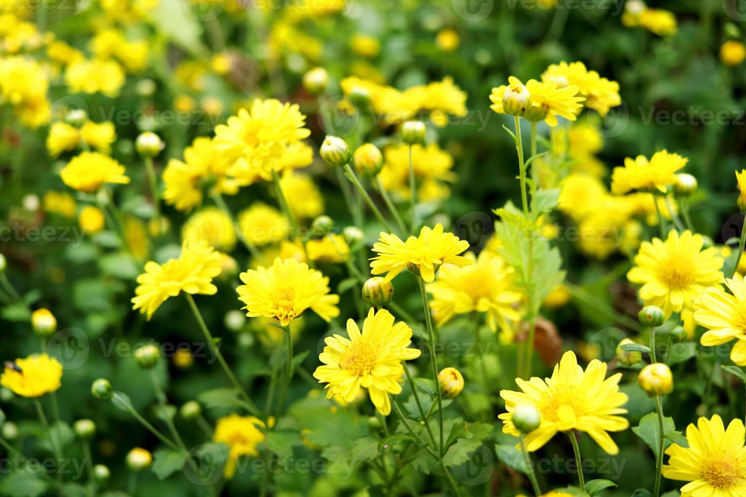 Bright yellow flower of Chinese Chrysanthemum or mums blooming in field. Selective focus. photo