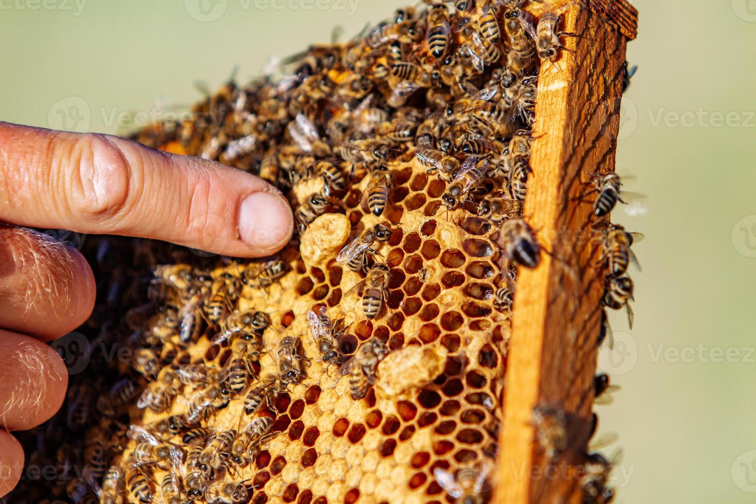 hands of man shows a wooden frame with honeycombs on the background of green grass in the garden photo