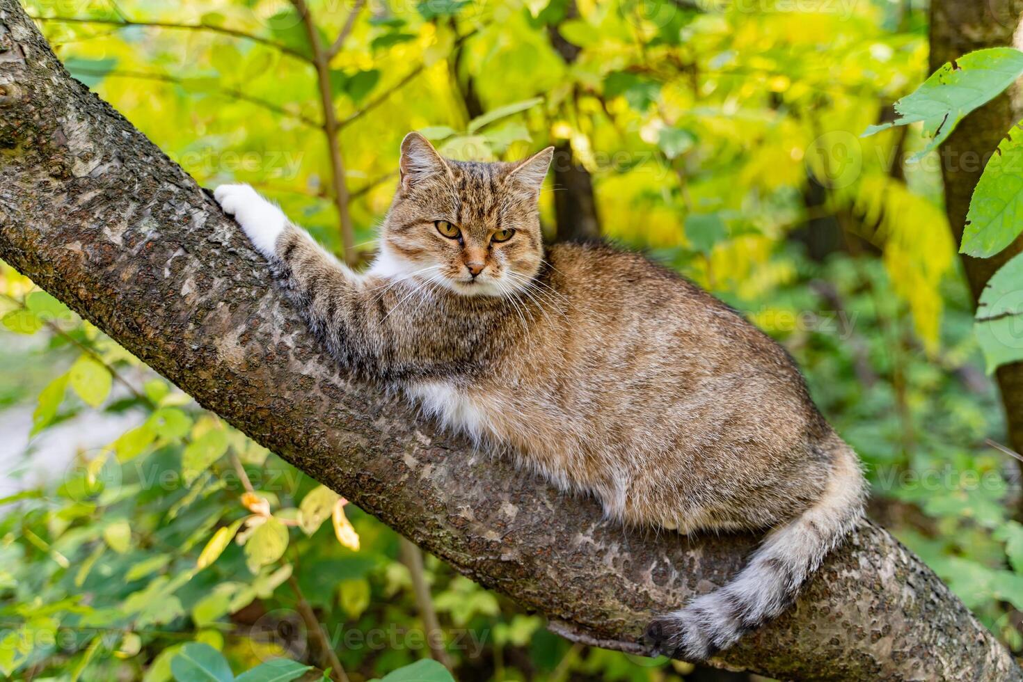 Big beautiful yellow-eyed cat sitting on the tree in the garden. Fat cat stretching its paw on the branch of a tree. Striped cat in the autumn forest. photo