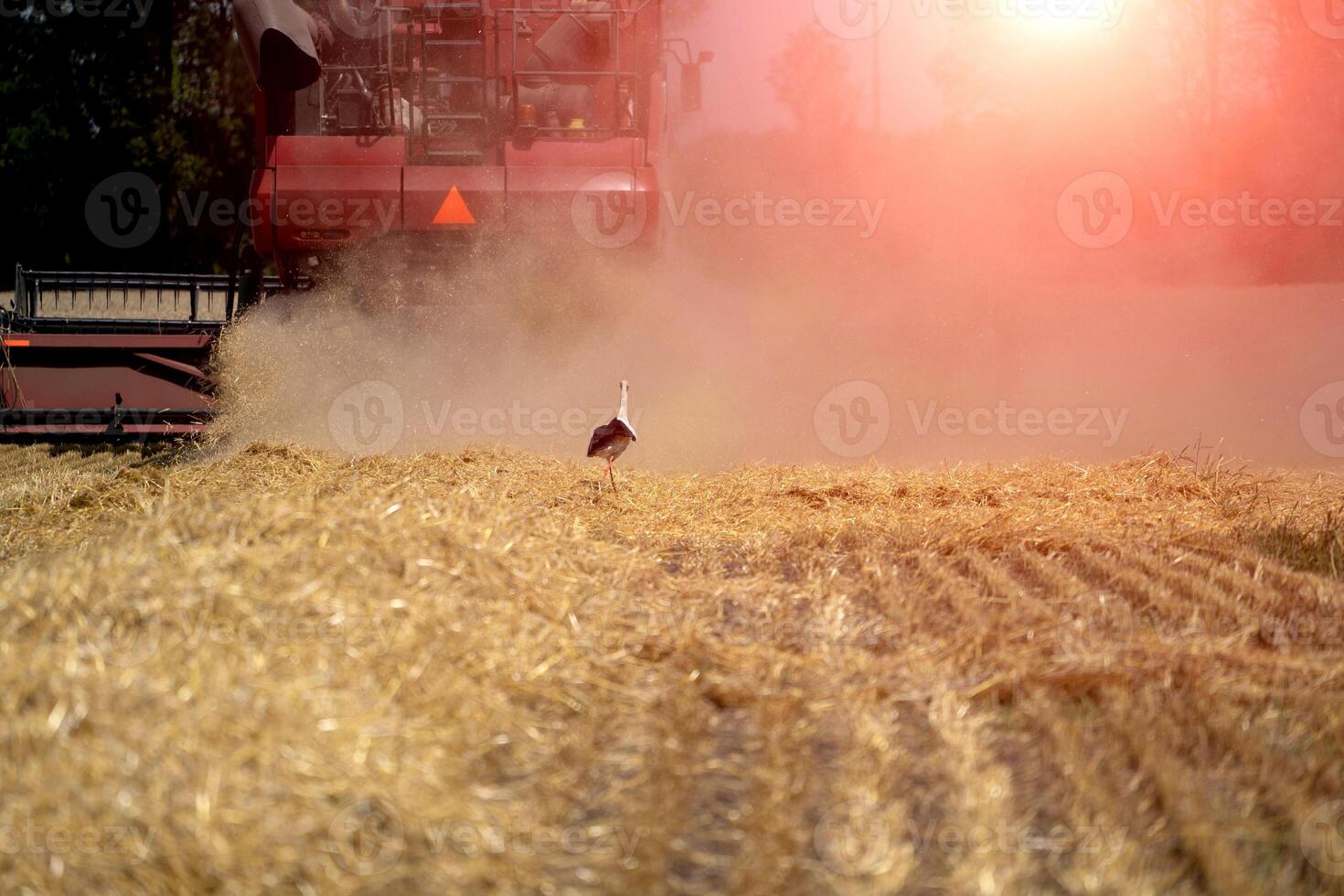 Combine harvester in action on the field. Combine harvester. Harvesting machine for harvesting a wheat field. photo