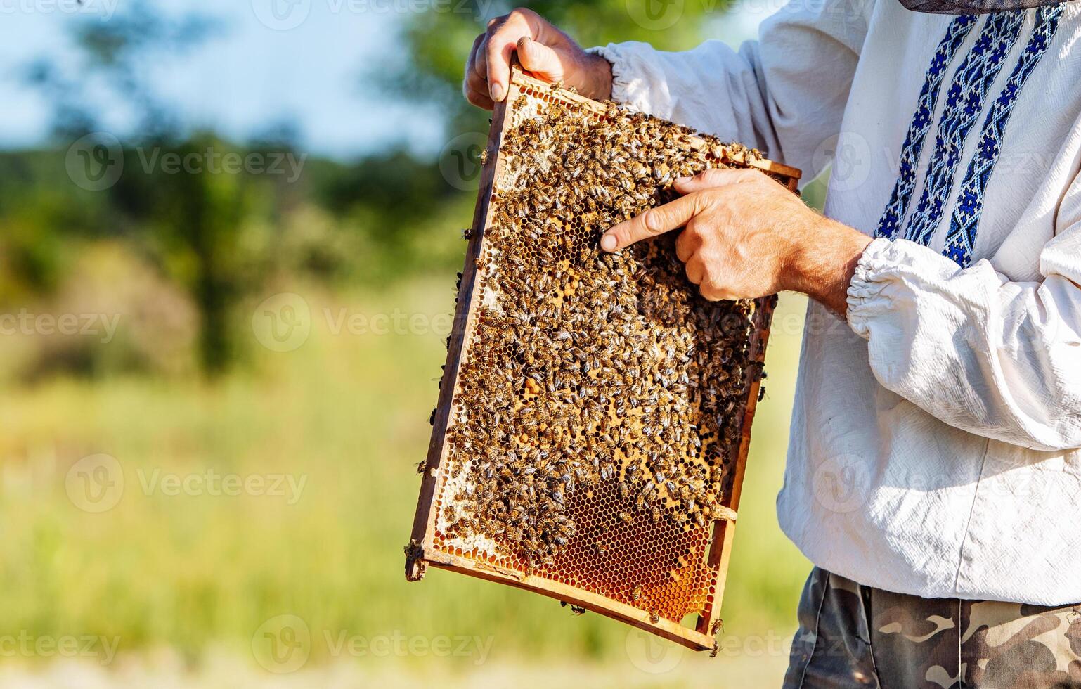 Hand of beekeeper is working with bees and beehives on the apiary. Bees on honeycombs. Frames of a bee hive photo