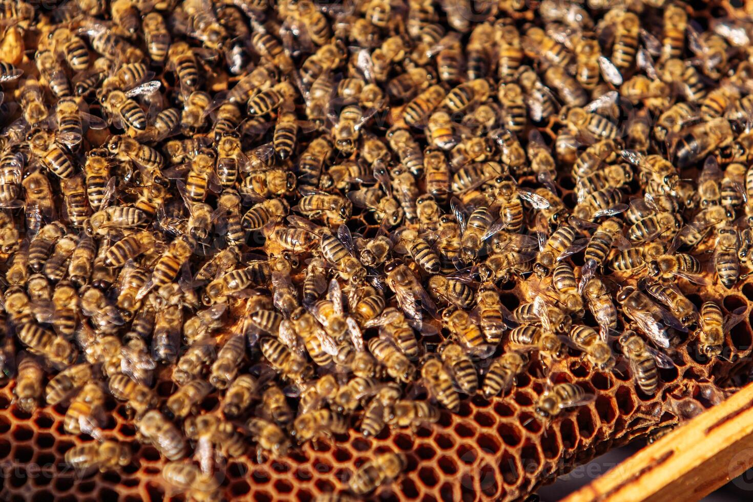 Honey Bees on Honeycomb. Frames of a bee hive. Apiculture photo