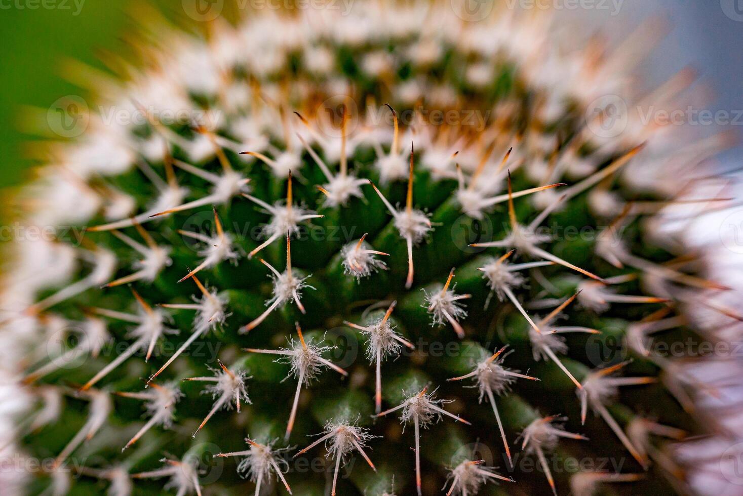 Close up of globe shaped cactus with long thorns photo