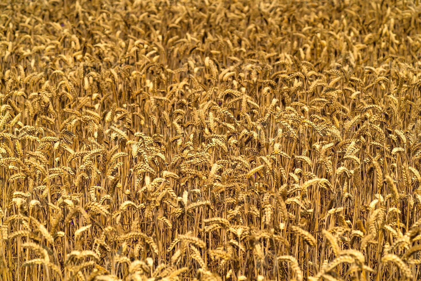 Golden wheat field and sunny day. Yellow grain ready for harvest growing in farm field photo