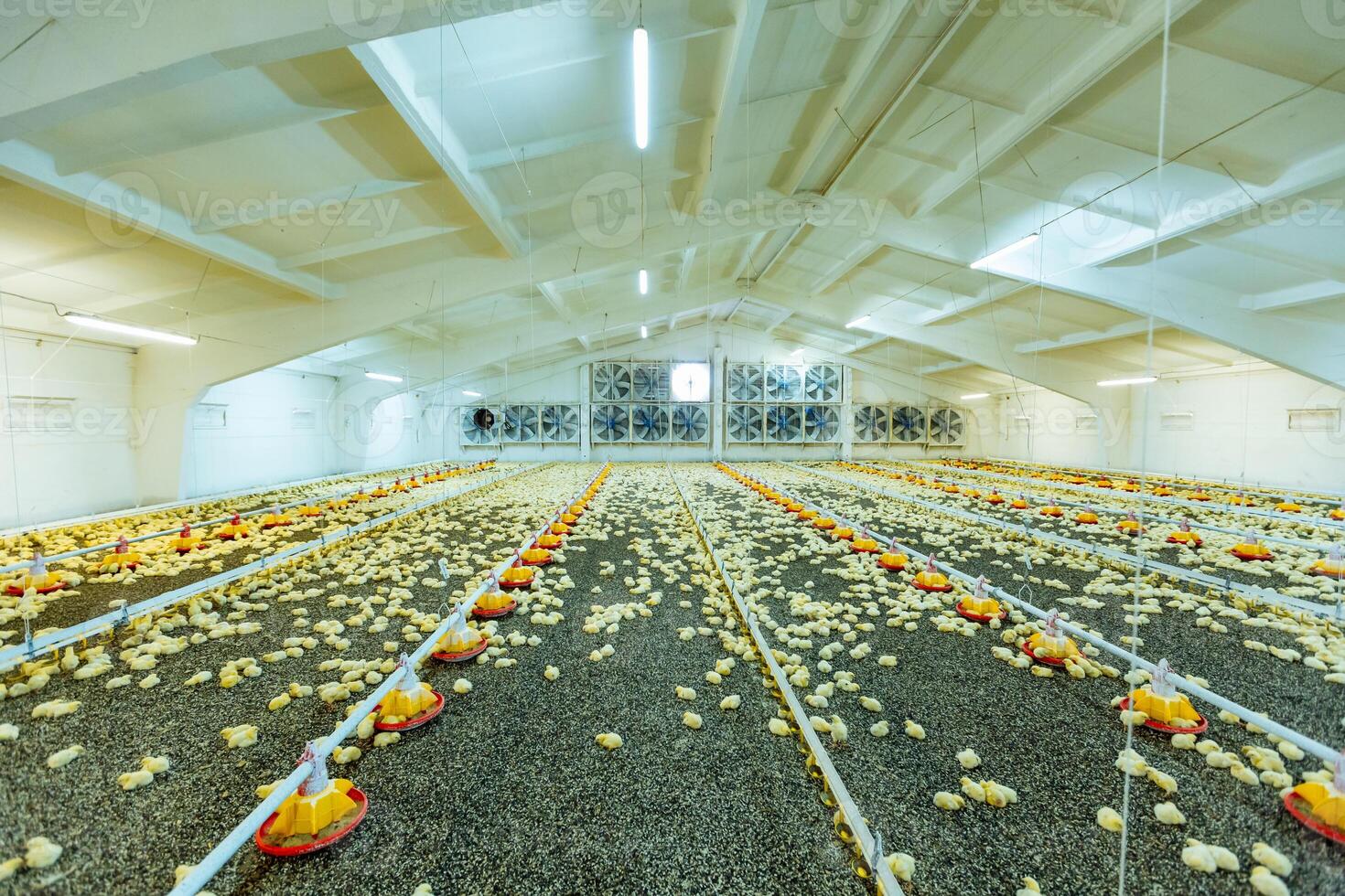 Small broilers chicken at the modern poultry farm. Little yellow chicks in close farm, temperature and light control. photo