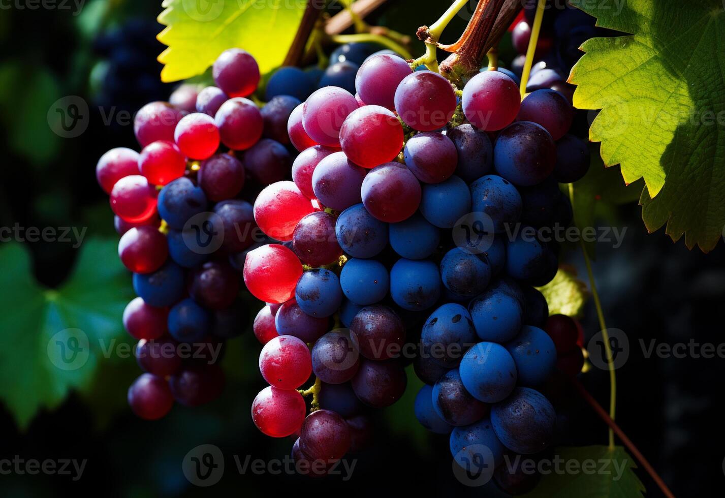 AI generated Black and red grapes in grape vine surrounded. A cluster of ripe grapes hangs gracefully from a vine in a vineyard, ready to be harvested. photo