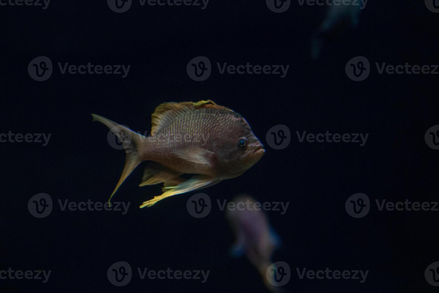 Tropical fish swimming in dark waters with a subtle light highlighting its features, suitable for aquatic themes. photo