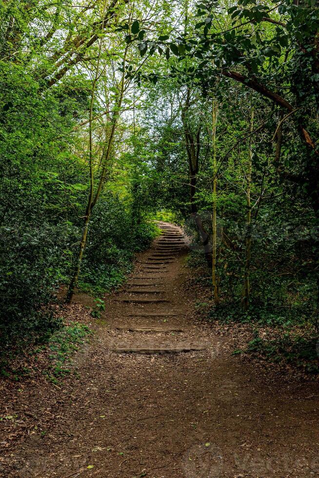 Serene woodland path with rustic wooden steps leading through lush green foliage, inviting a peaceful walk in nature. photo